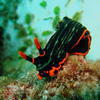 Picture taken during the dive
