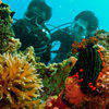 Picture taken during the dive