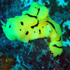 Picture taken during the dive