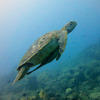 Picture taken during the dive