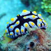 Picture taken during the dive