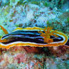 Picture taken during the dive