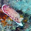 Picture taken during the dive