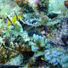 Picture taken during the dive