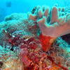 Picture taken during the dive