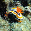 Picture taken during the dive