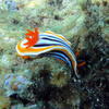 Picture taken during the dive