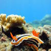 Picture taken during the dive