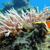 Picture taken during the dive