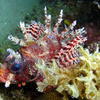 Picture taken during the dive