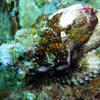 Picture taken during the dive