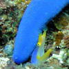 Picture taken during the dive