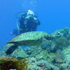 Picture taken during the dive