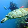 Picture taken during the dive