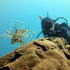 Picture taken during the dive