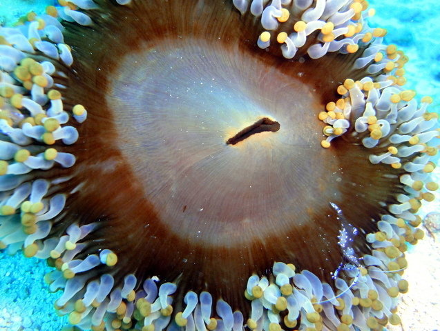 Safety Stop - Dive Center
