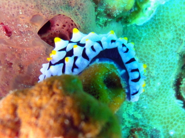 Carabao Diving - Dive Center in Thailand