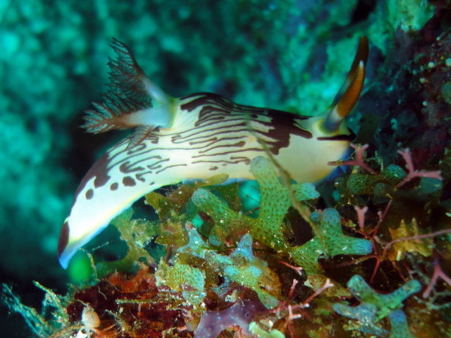 El Nido Marine Dive Center - Dive Center in Philippines