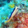 Picture taken during the dive