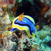 Picture taken during the dive