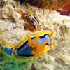 Picture taken during the dive