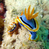 Picture taken during the dive