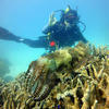 Picture taken during the dive
