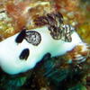 Picture taken during the dive