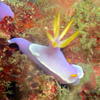 Picture taken during the dive
