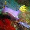Picture taken during the dive