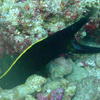 Picture taken during the dive