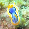 Picture taken during the dive