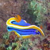 Picture taken during the dive