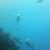 Picture taken during the dive