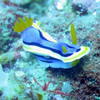 Picture taken during the dive