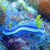 Picture taken during the dive