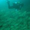 Picture taken during the dive
