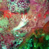 Picture taken during the dive