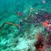 Picture taken during the dive