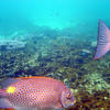Picture taken during the dive