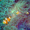 Picture taken during the dive