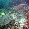Picture taken during the dive