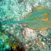 Picture taken during the dive