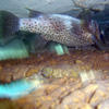 Picture taken during the dive