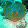 Picture taken during the dive