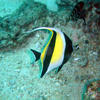 Picture taken during the dive