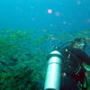Picture taken during the dive