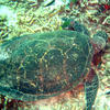 Picture taken during the dive