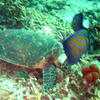 Picture taken during the dive