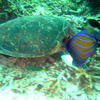 Picture taken during the dive